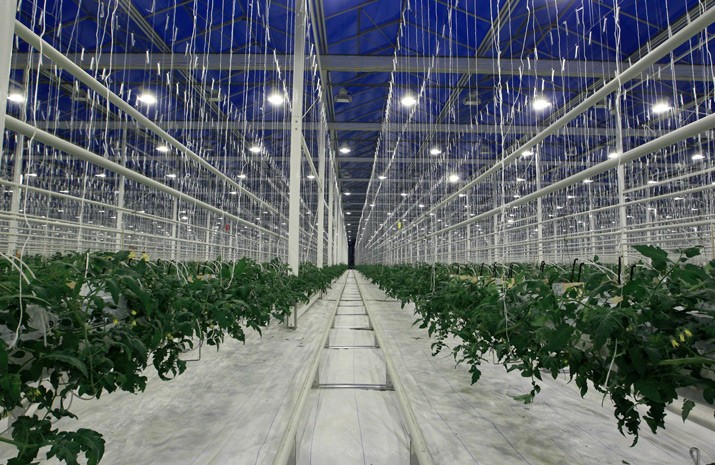 Найбільший тепличний комплекс на Західній Україні "DF Agro" (Синьків)