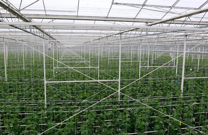 Щорічно "DF Agro" (Синьків) вироблятиме 4 тис. тонн томатів
