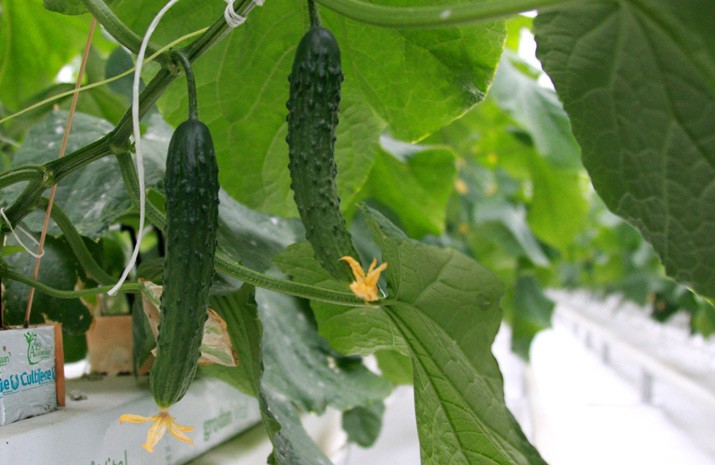 Щорічно "DF Agro" (Синьків) вироблятиме 350 тонн огірків