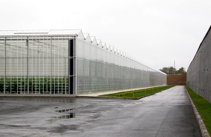 Найбільший тепличний комплекс на Західній Україні "DF Agro" (Синьків)